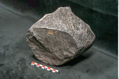 Foto (Seitenansicht) von Knorria imbricata Sternbg. (NHMW-GEO-2024-0188-11227)